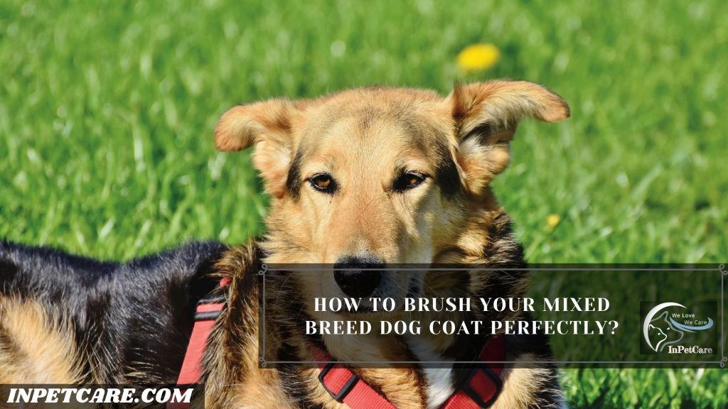 How To Groom A Mixed Breed Dog?