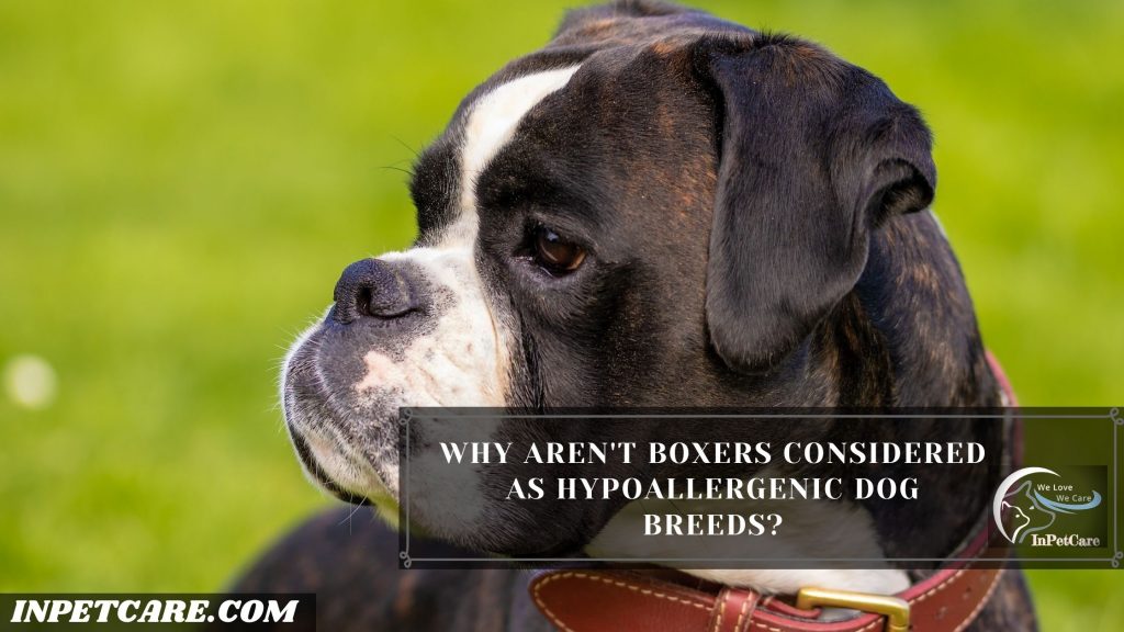 Are Boxers Hypoallergenic?