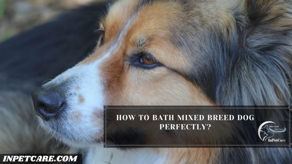 How To Groom A Mixed Breed Dog?