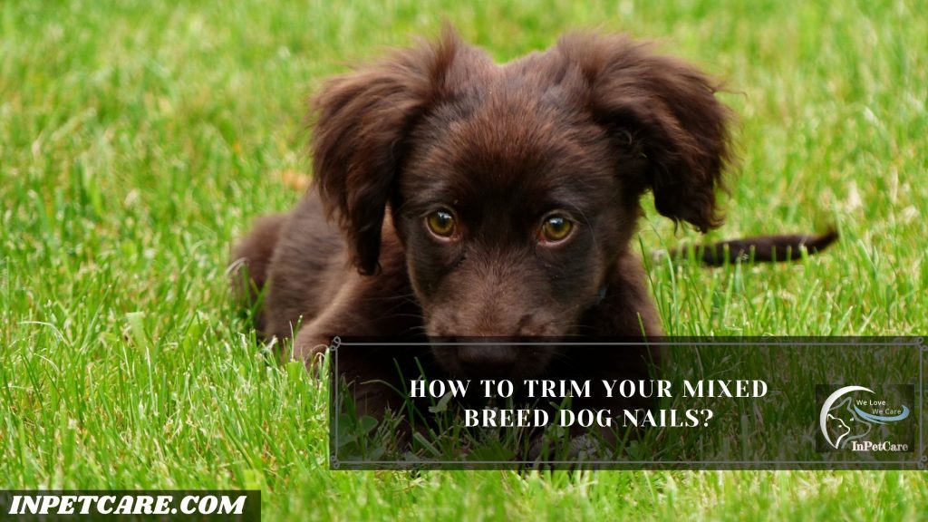 How To Groom A Mixed Breed Dog?