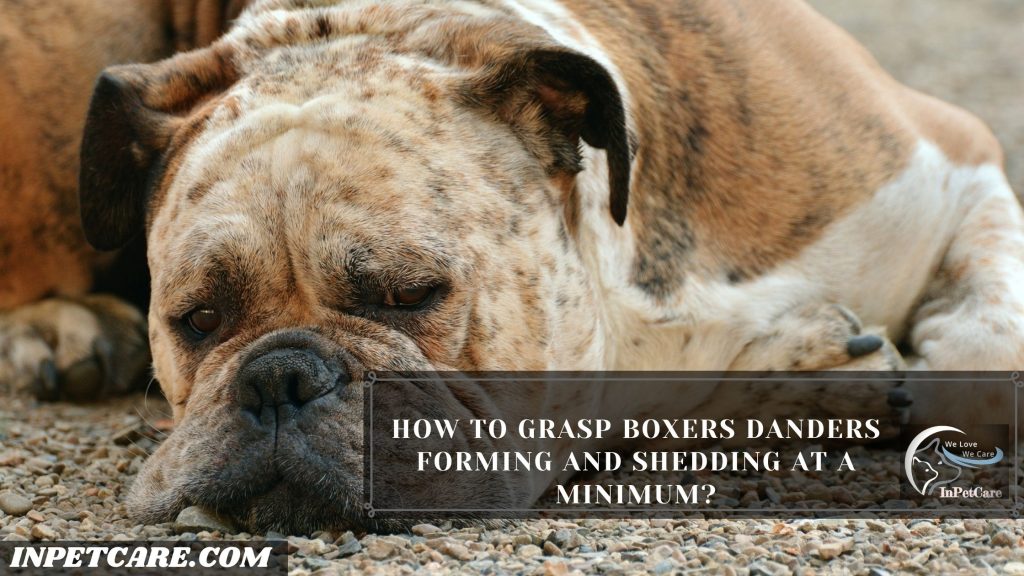 Are Boxers Hypoallergenic?