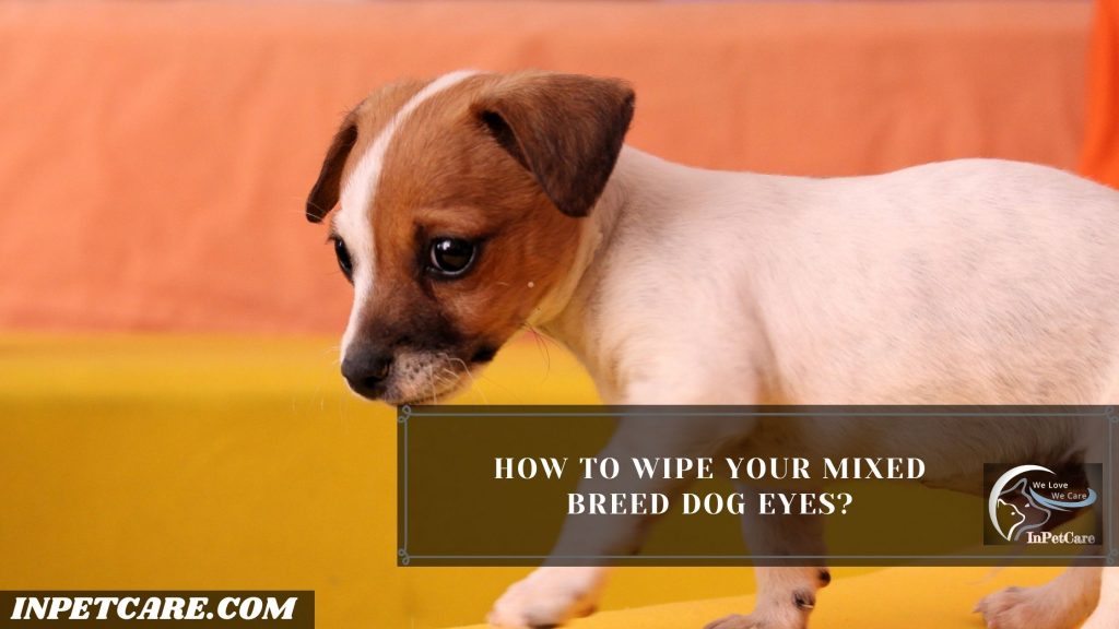 How To Groom A Mixed Breed Dog?