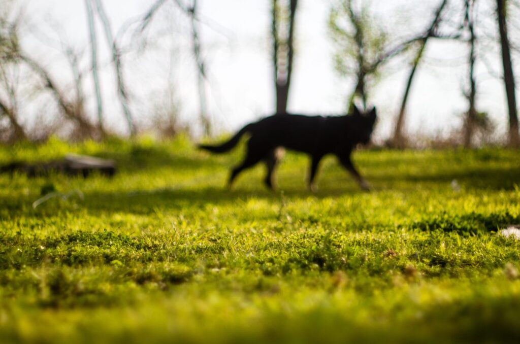 Dog Nightmares: [Symptoms, Causes and Ways Stop Them]