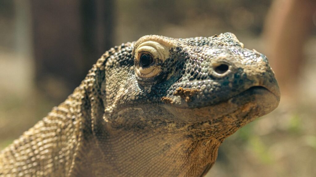 Are Lizards Poisonous?[3 Venomous Lizards Discussed]