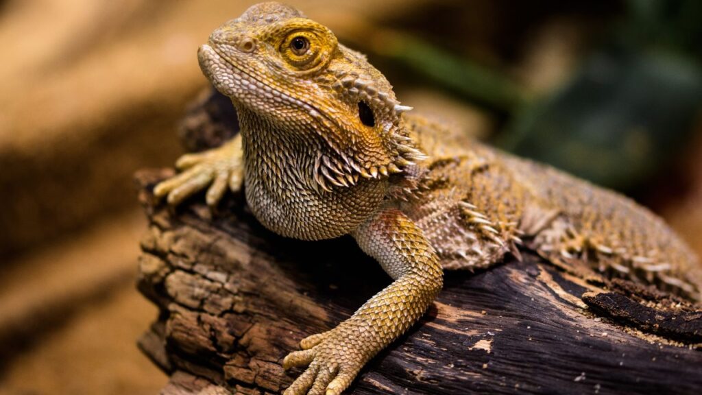 Are Lizards Poisonous?[3 Venomous Lizards Discussed]