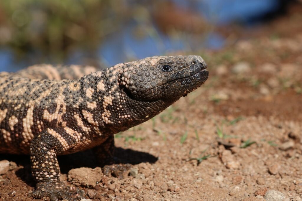 Are Lizards Poisonous?[3 Venomous Lizards Discussed]