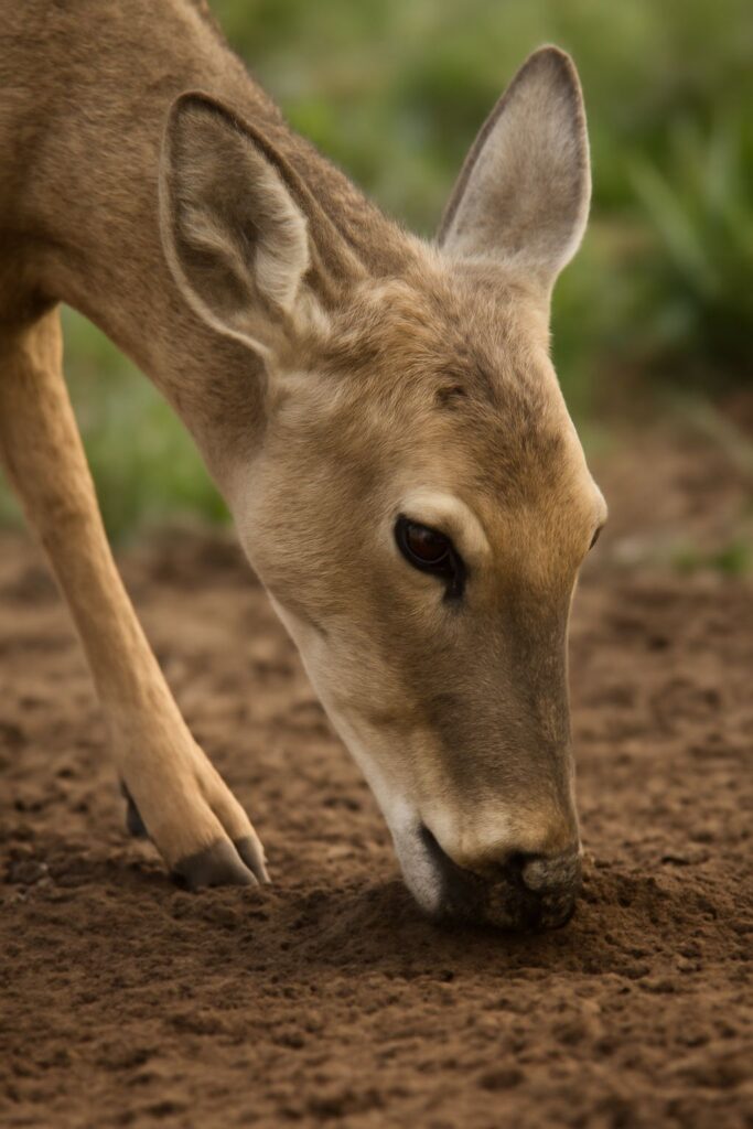 deer eating soil