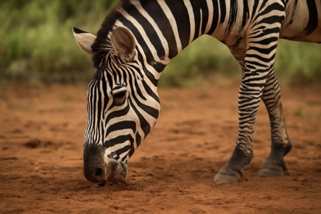 zebra eating soil