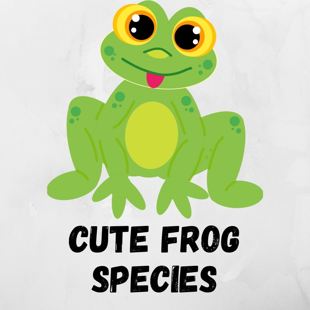 Cute frog species