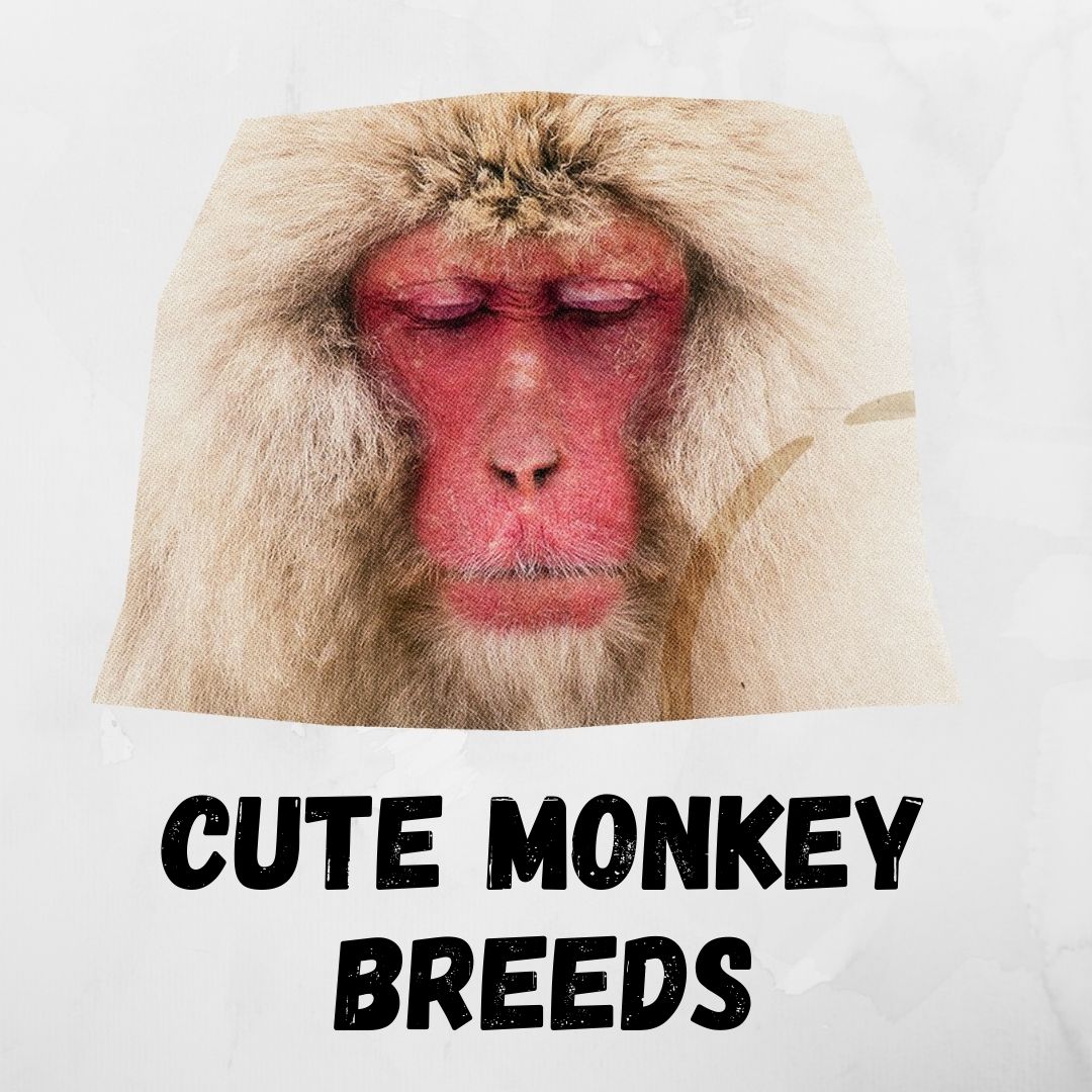 Cutest Monkey Breeds