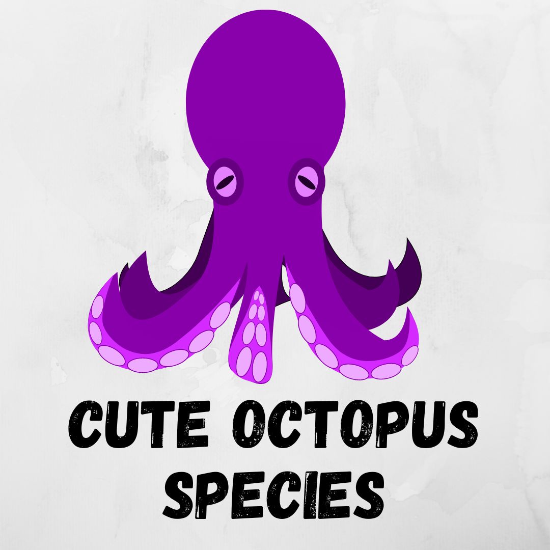 Cutest Octopus Species