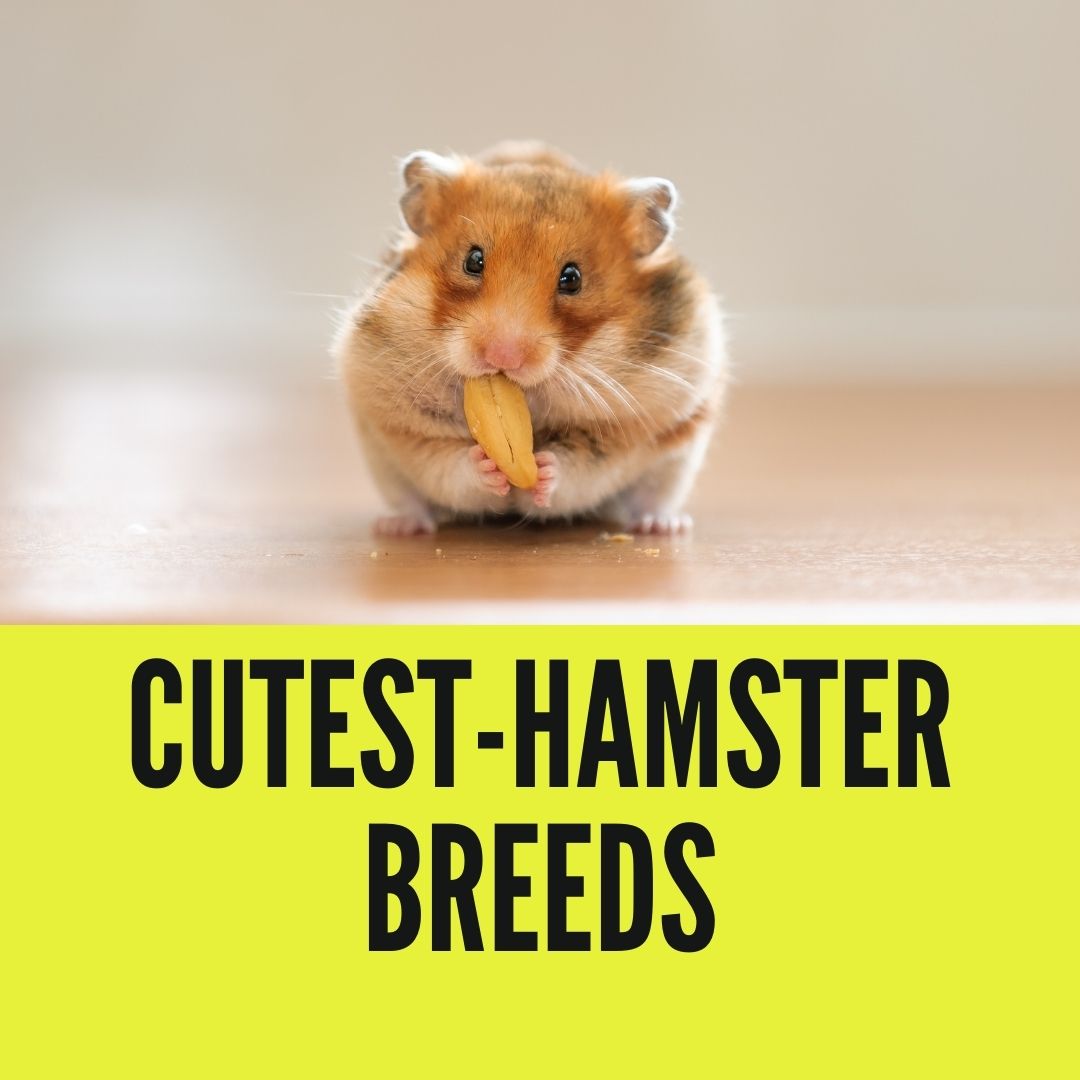 9 Cutest Hamster Breed In The World (With Pictures)