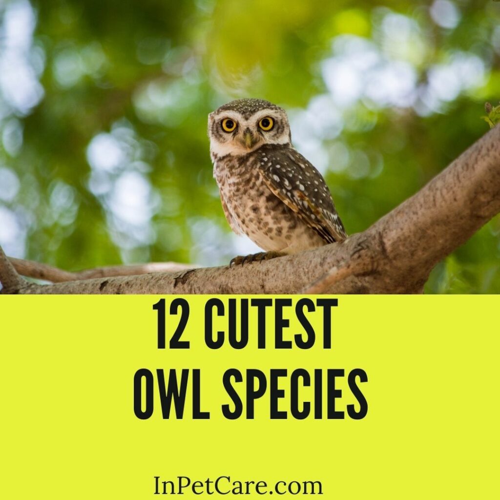 12 Cutest Owl Species (Cute Owl Breed Pictures)