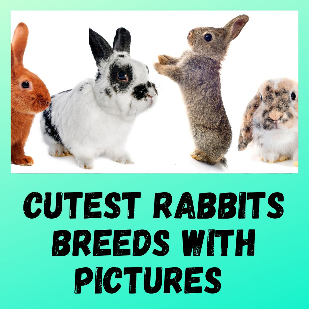 11 Cutest Rabbits Breeds With Pictures