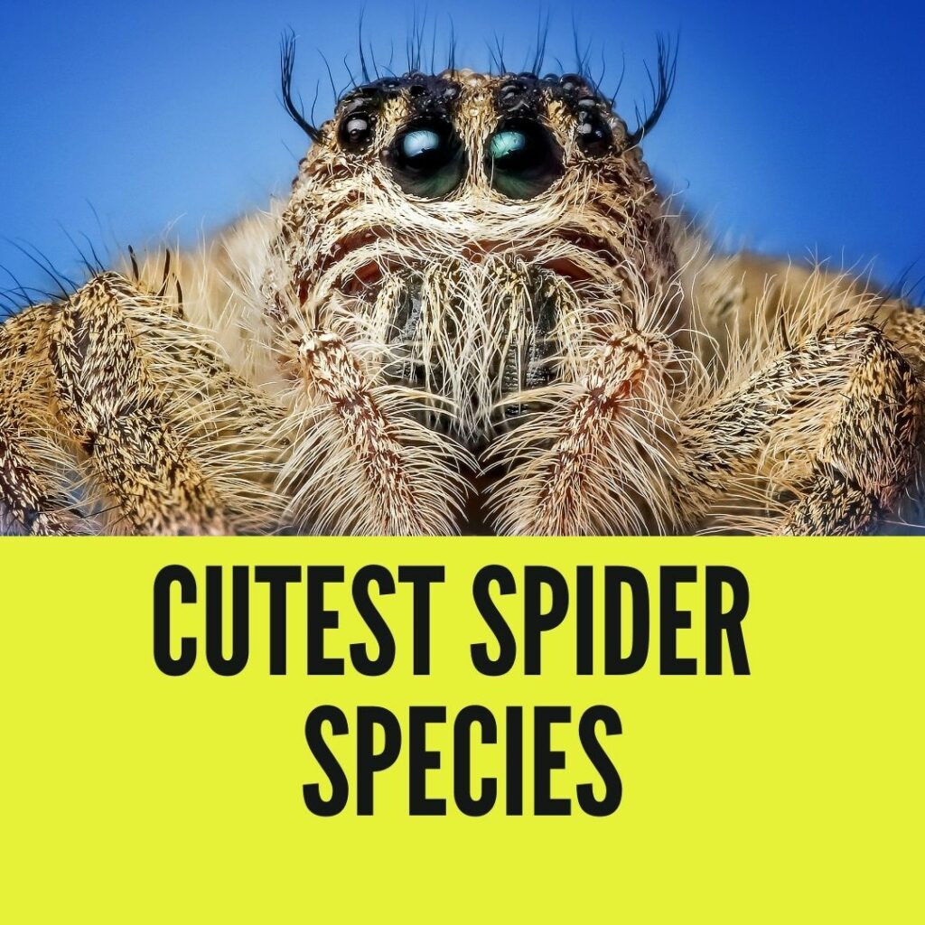 cutest spider species