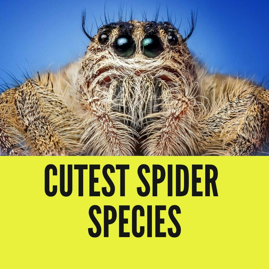 9 Cutest Spider Species (With Pictures)
