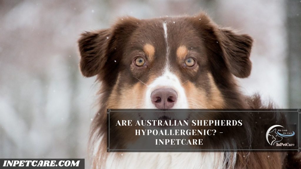 Are Australian Shepherds Hypoallergenic?