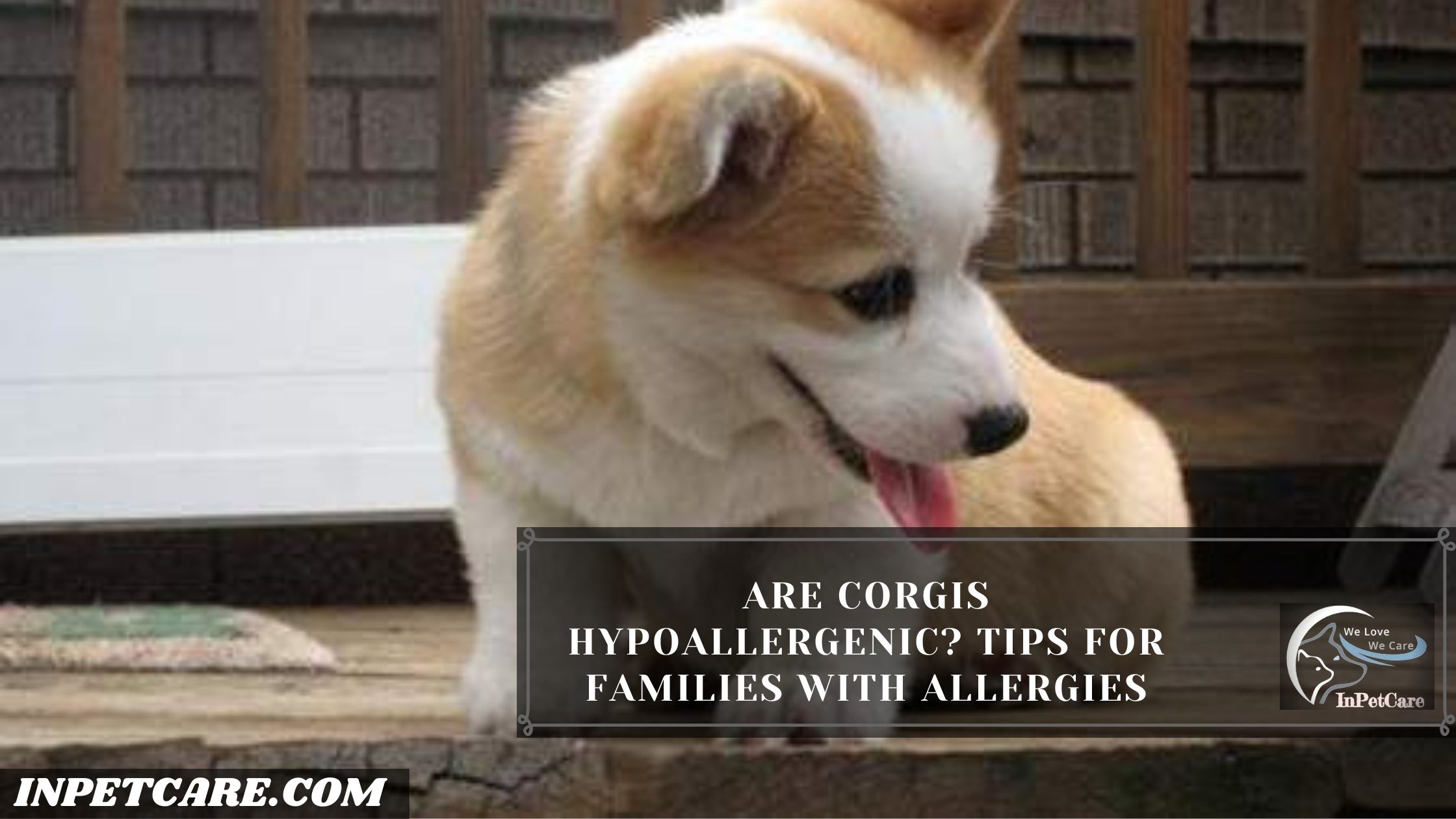 Are Corgis Hypoallergenic?