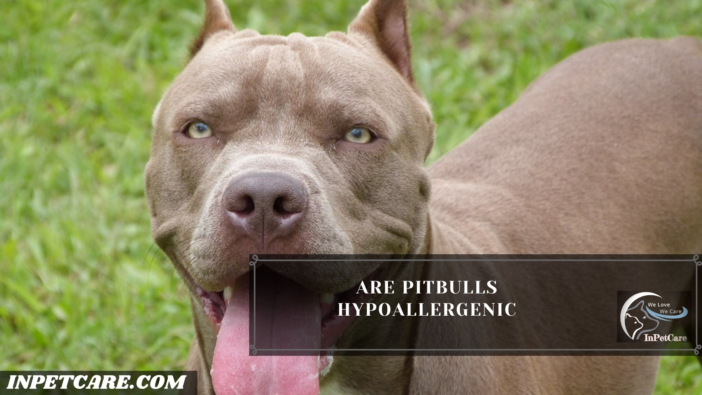 are pitbulls hypoallergenic dogs