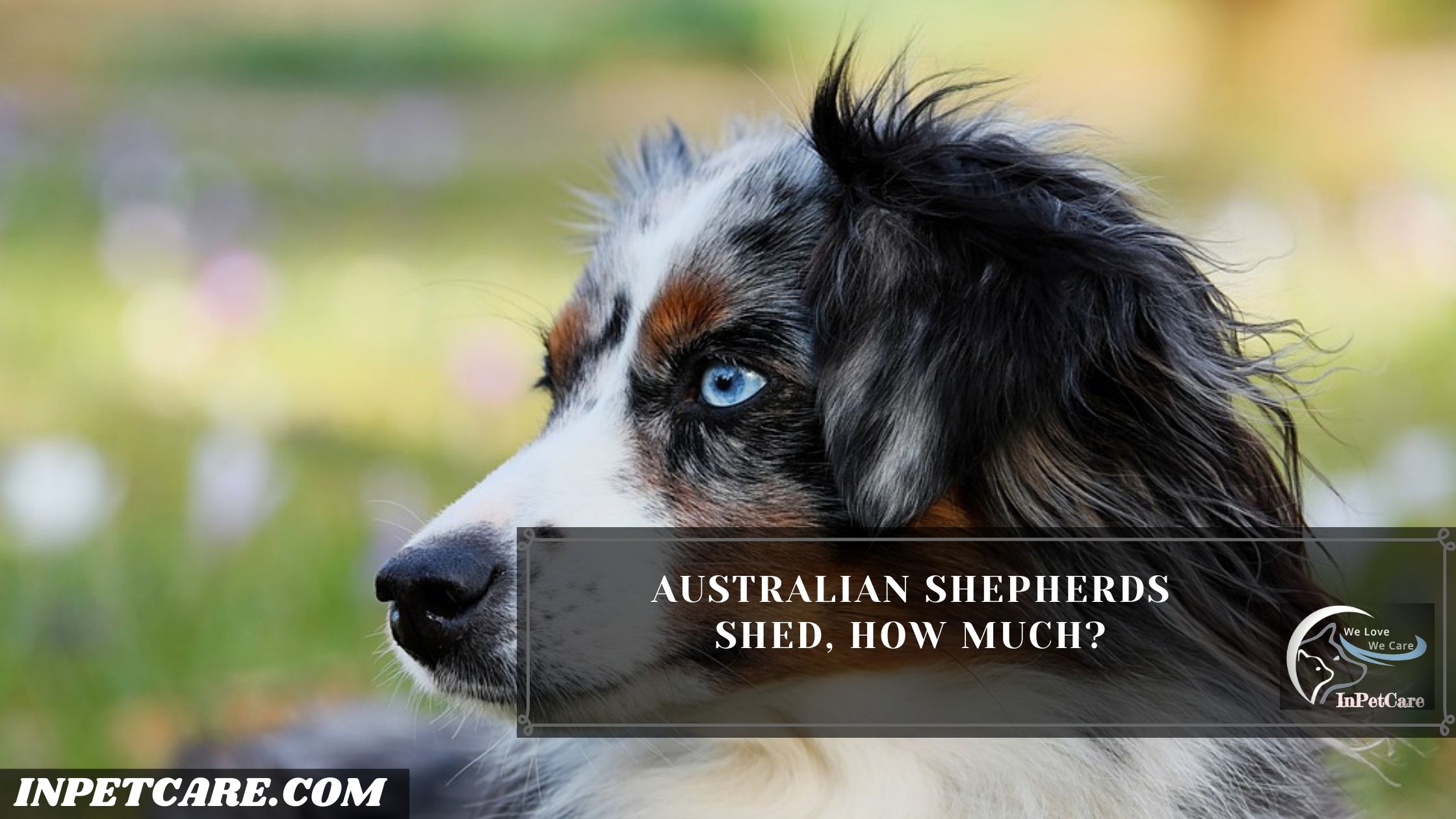 Are Australian Shepherds Hypoallergenic?