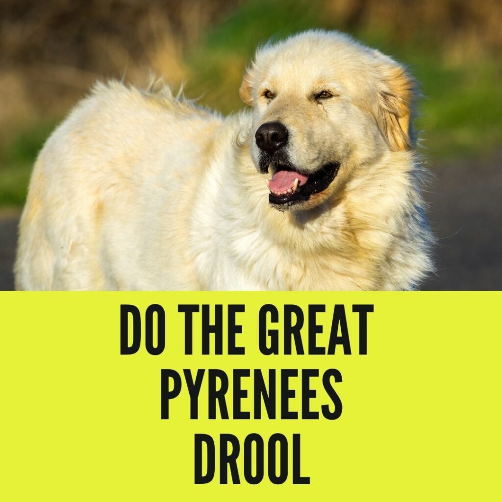 do great pyrenees drool