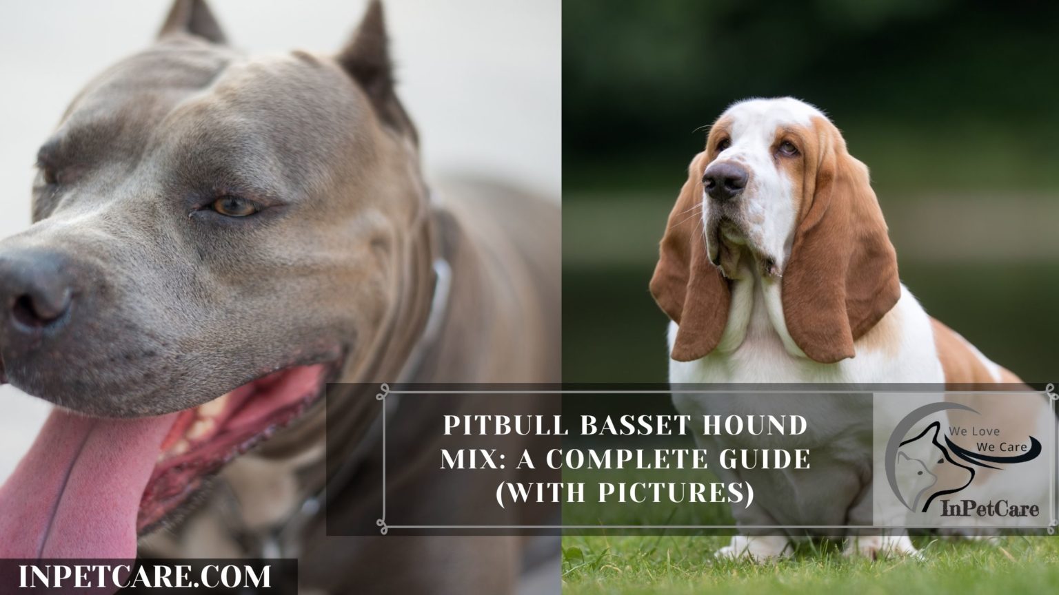 Pitbull Basset Hound Mix A Complete Guide (With Pictures)