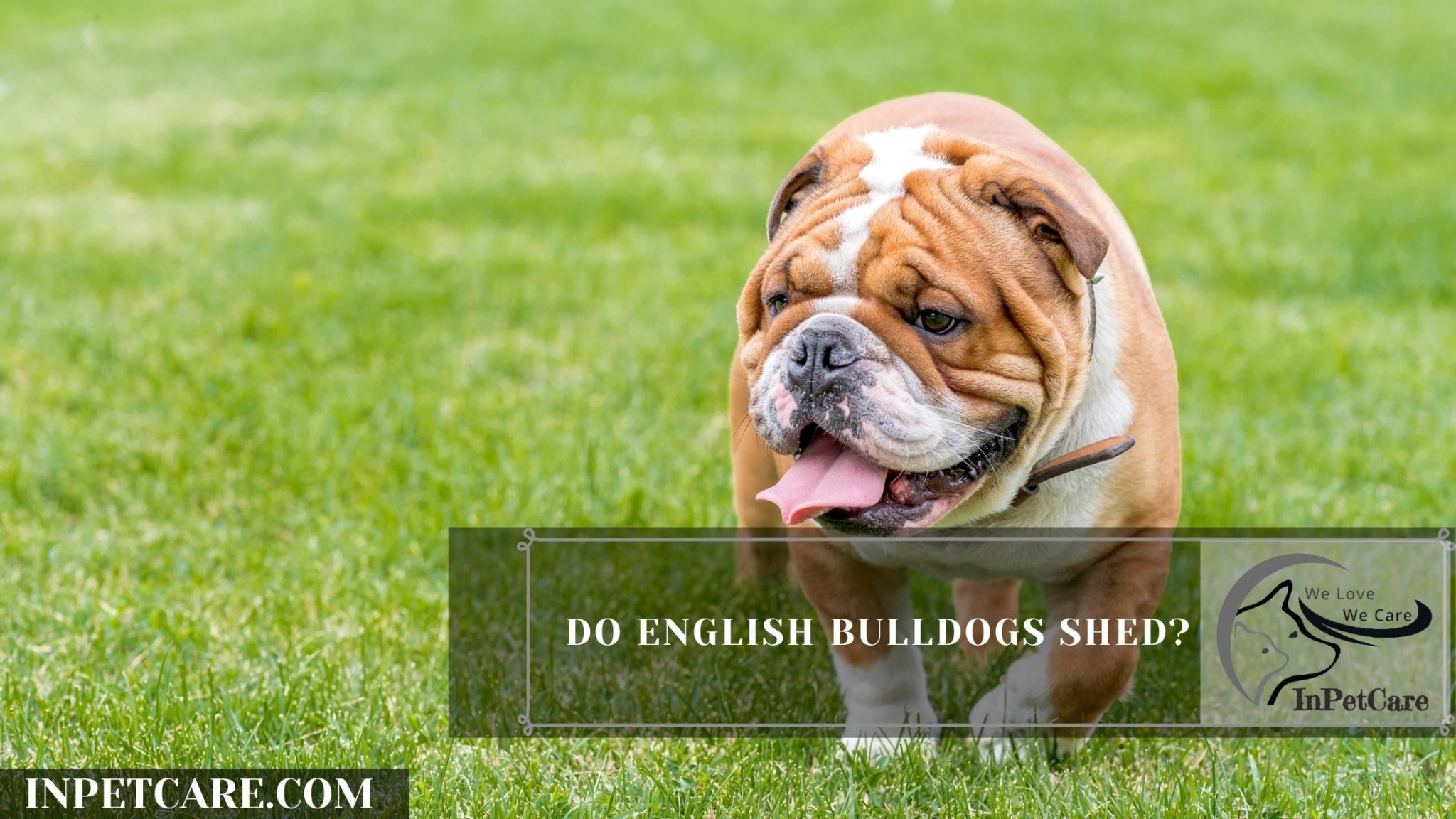 Do English Bulldogs Shed? (Tips To Control Its Shedding)