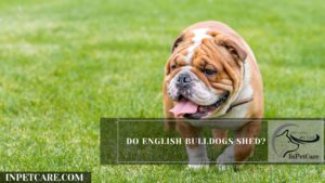 Do English Bulldogs Shed?