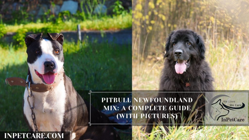 Pitbull Newfoundland Mix: A Complete Guide (With Pictures)