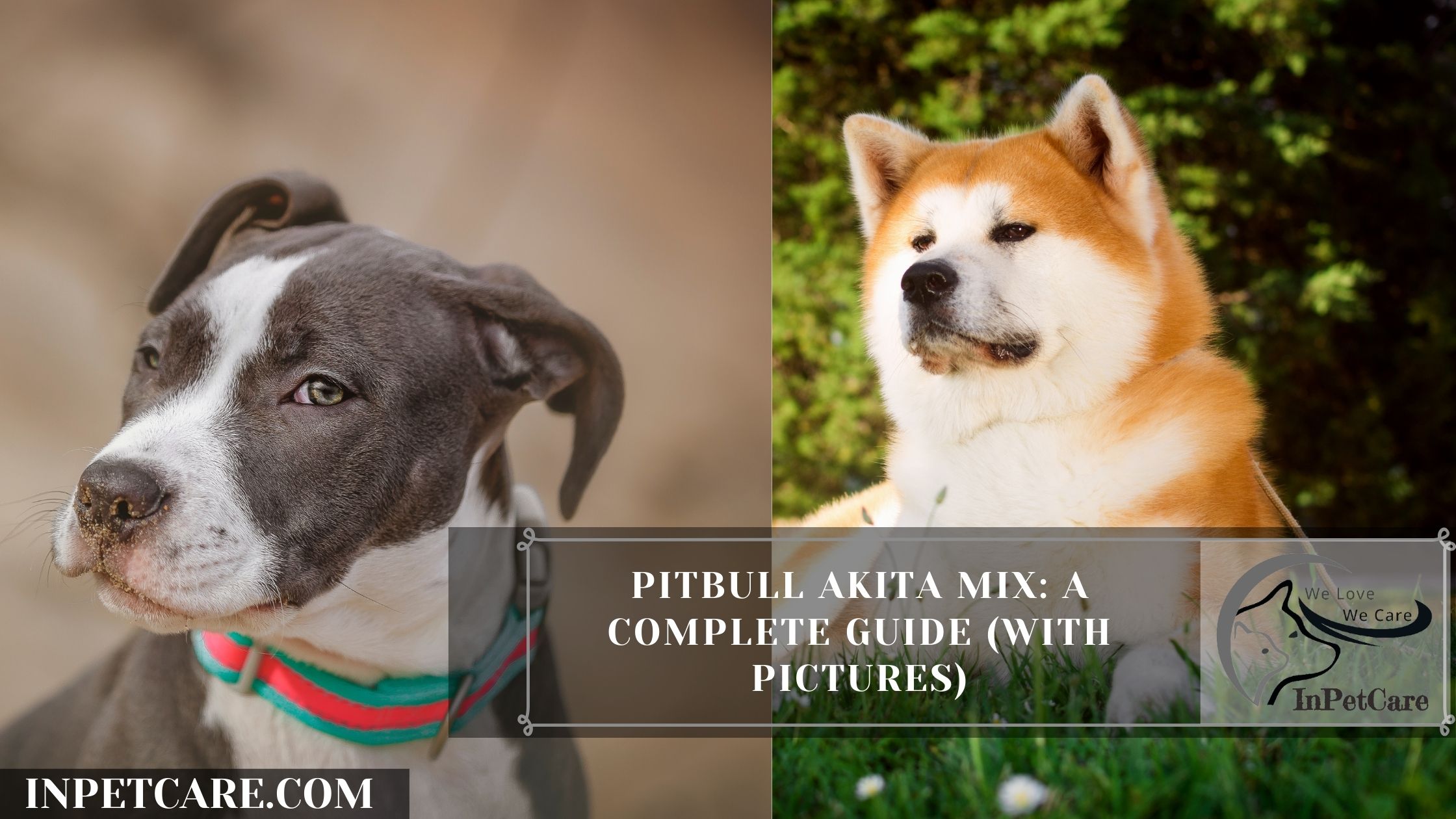 Pitbull Akita Mix: A Complete Guide (With Pictures)