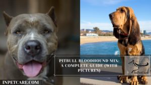 Pitbull Bloodhound Mix: A Complete Guide (With Pictures)