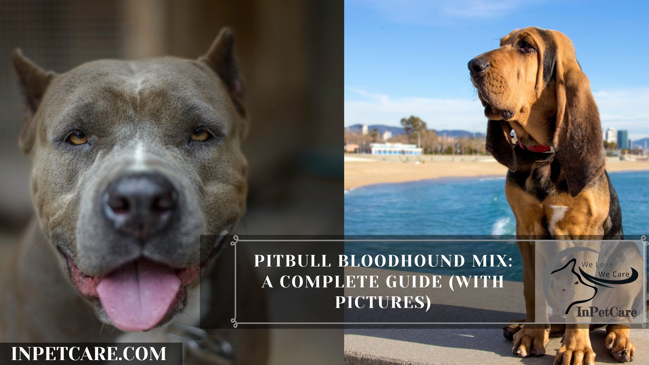 Pitbull Bloodhound Mix: A Complete Guide (With Pictures)