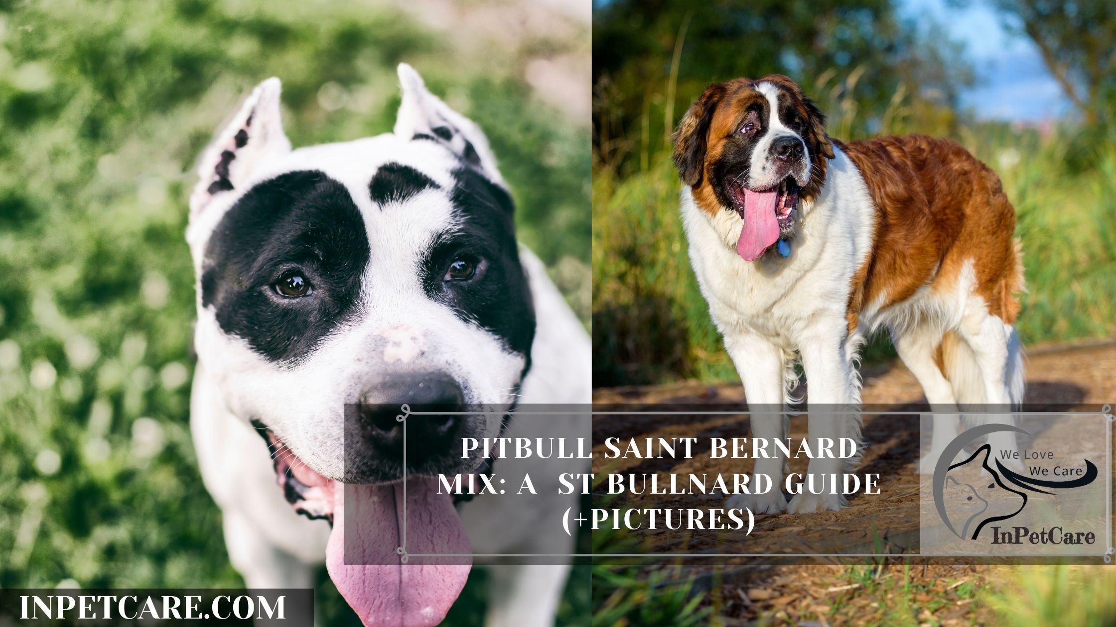 Pitbull Saint Bernard Mix: A St Bullnard Guide (+Pictures)