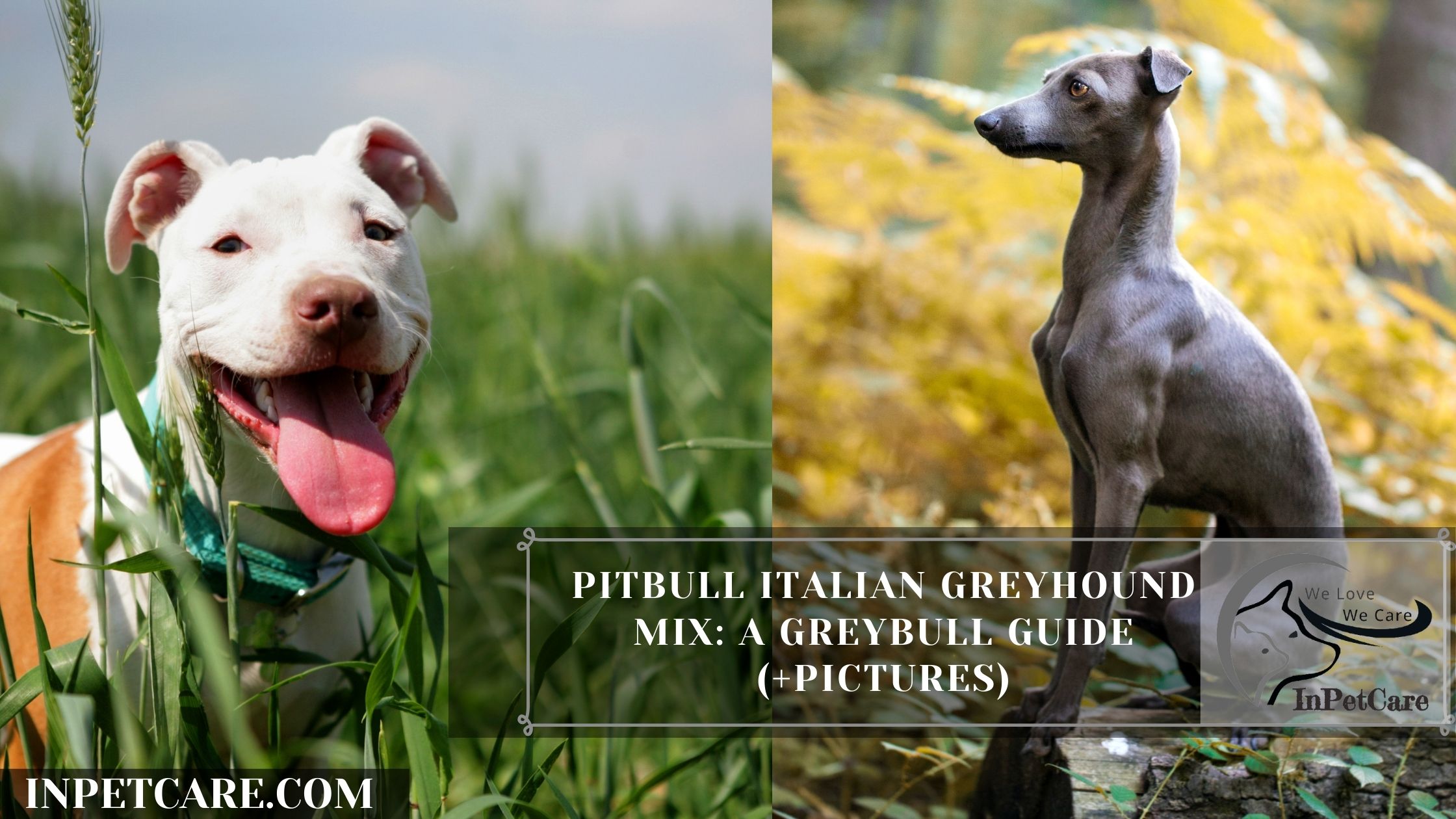 Pitbull Italian Greyhound Mix: A Greybull Guide (+Pictures)