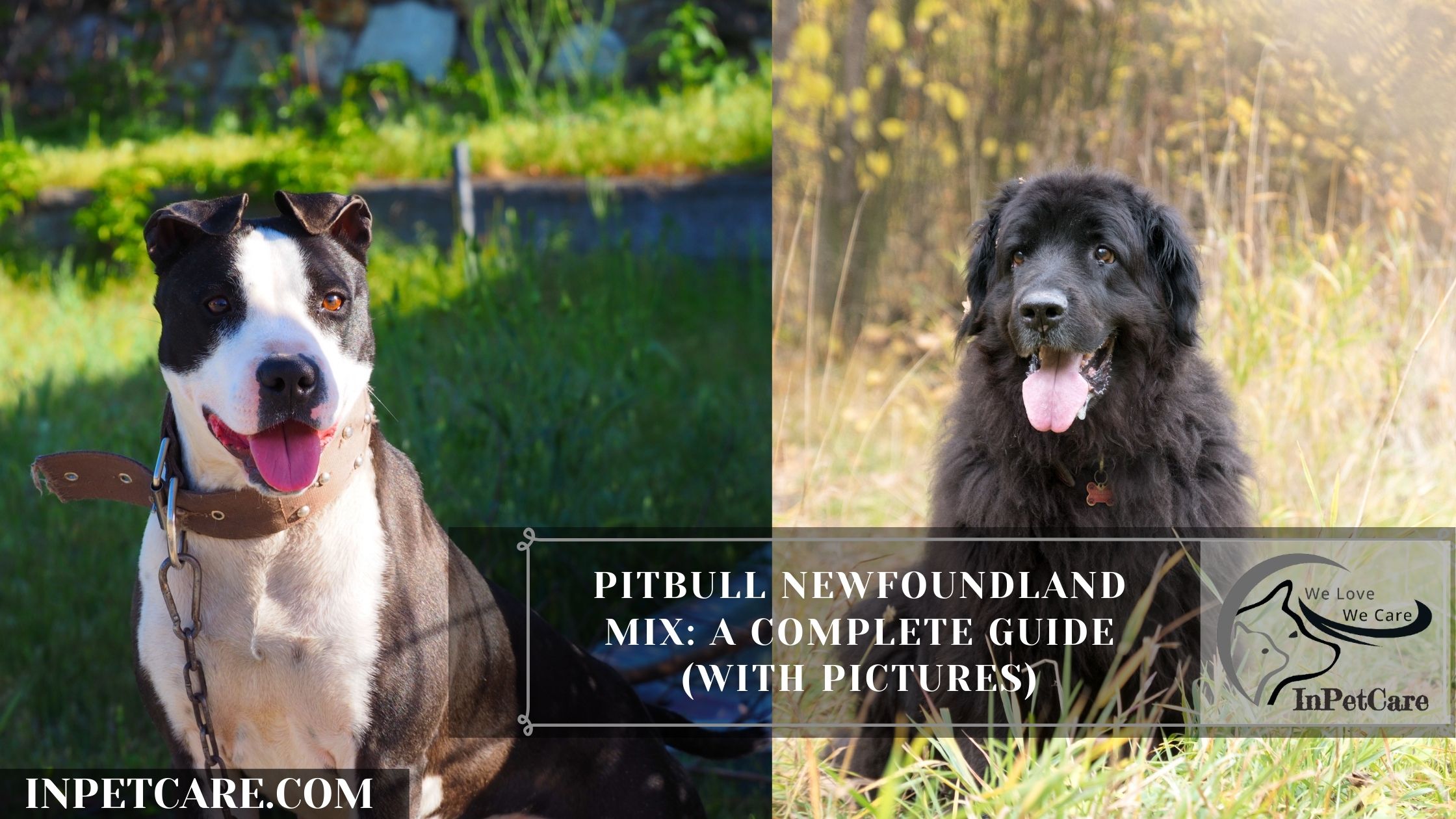 Tåre prinsesse bag Pitbull Newfoundland Mix: A Complete Guide (With Pictures)