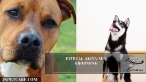 Pitbull Akita Mix Grooming