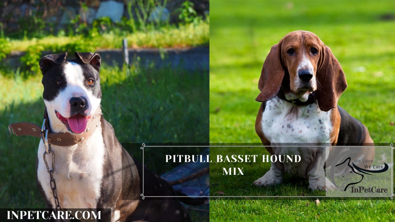 Pitbull Basset Hound Mix A Complete Guide (With Pictures)