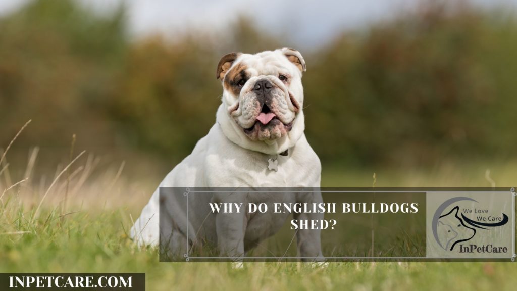 Do English Bulldogs Shed? (Tips To Control Its Shedding)
