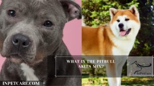 What Is The Pitbull Akita Mix?