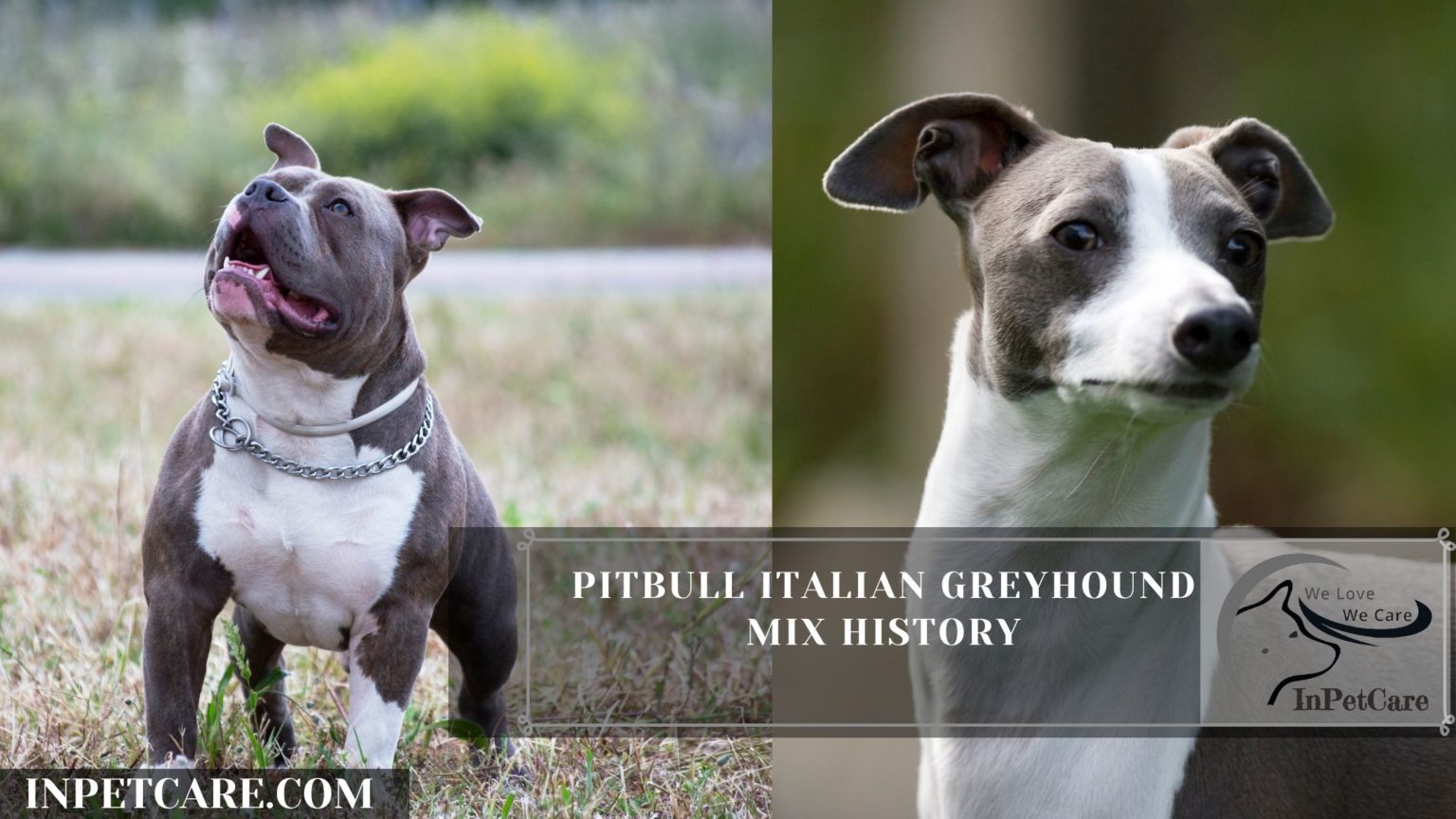 Pitbull Italian Greyhound Mix A Greybull Guide (+Pictures)