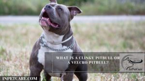 What Is A Clingy Pitbull Or A Velcro Pitbull?