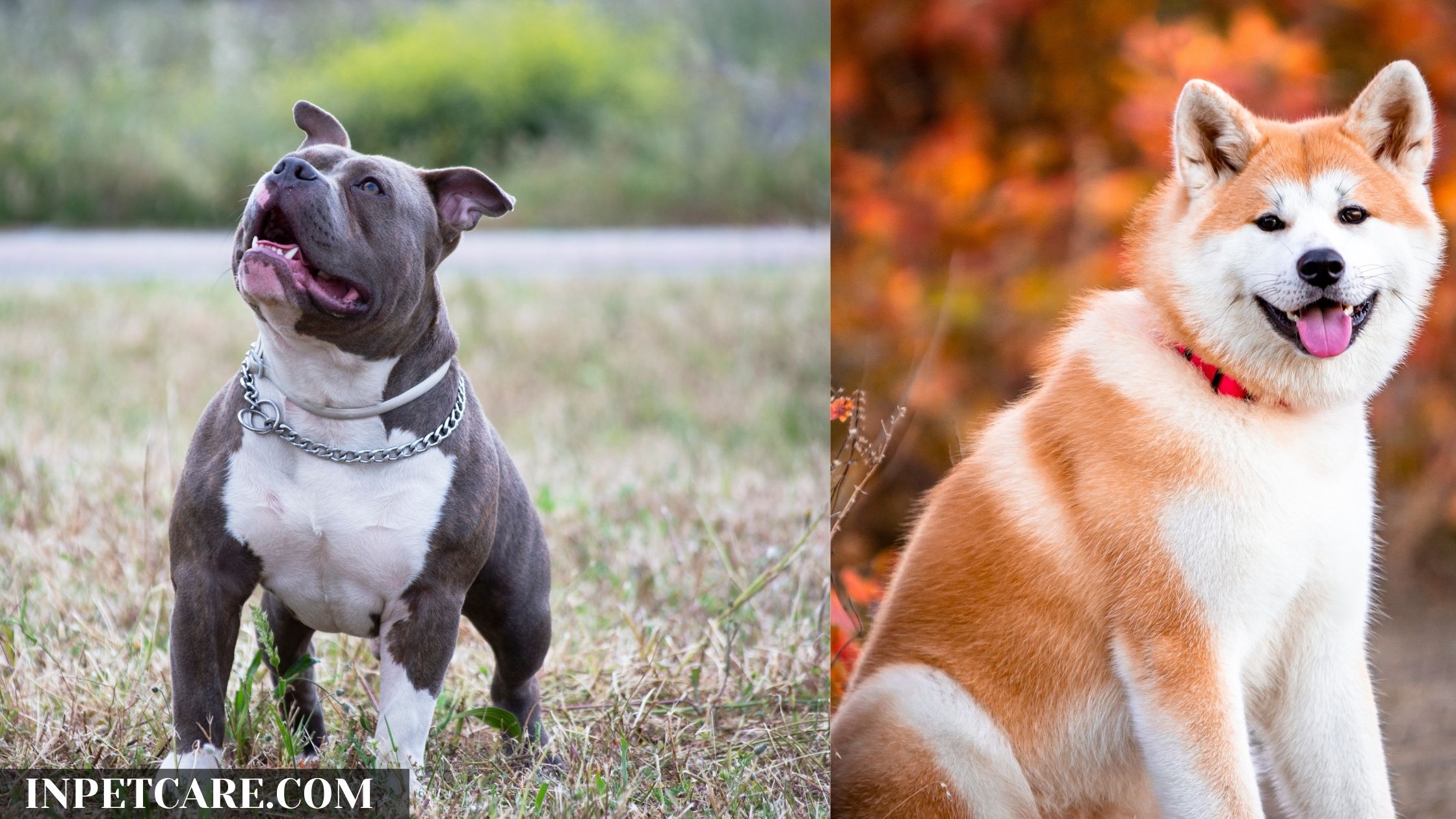 Pitbull Akita Mix: A Complete Guide (With Pictures)