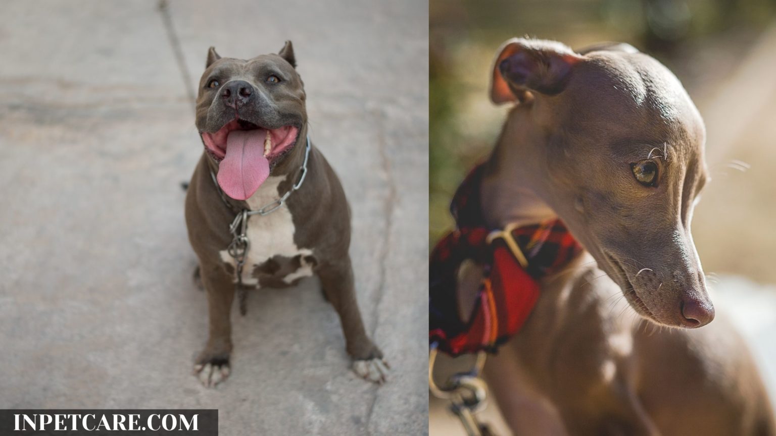 Pitbull Italian Greyhound Mix A Greybull Guide (+Pictures)