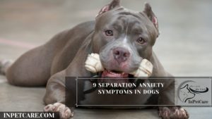 9 Separation Anxiety Symptoms In Dogs