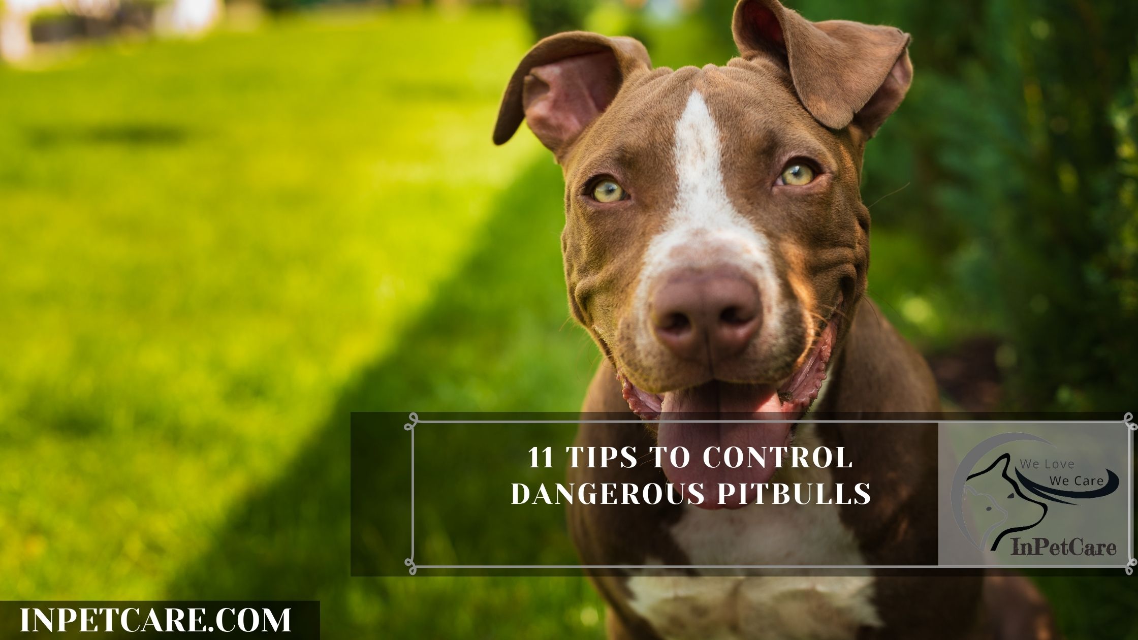 11 Tips To Control Dangerous Pitbulls