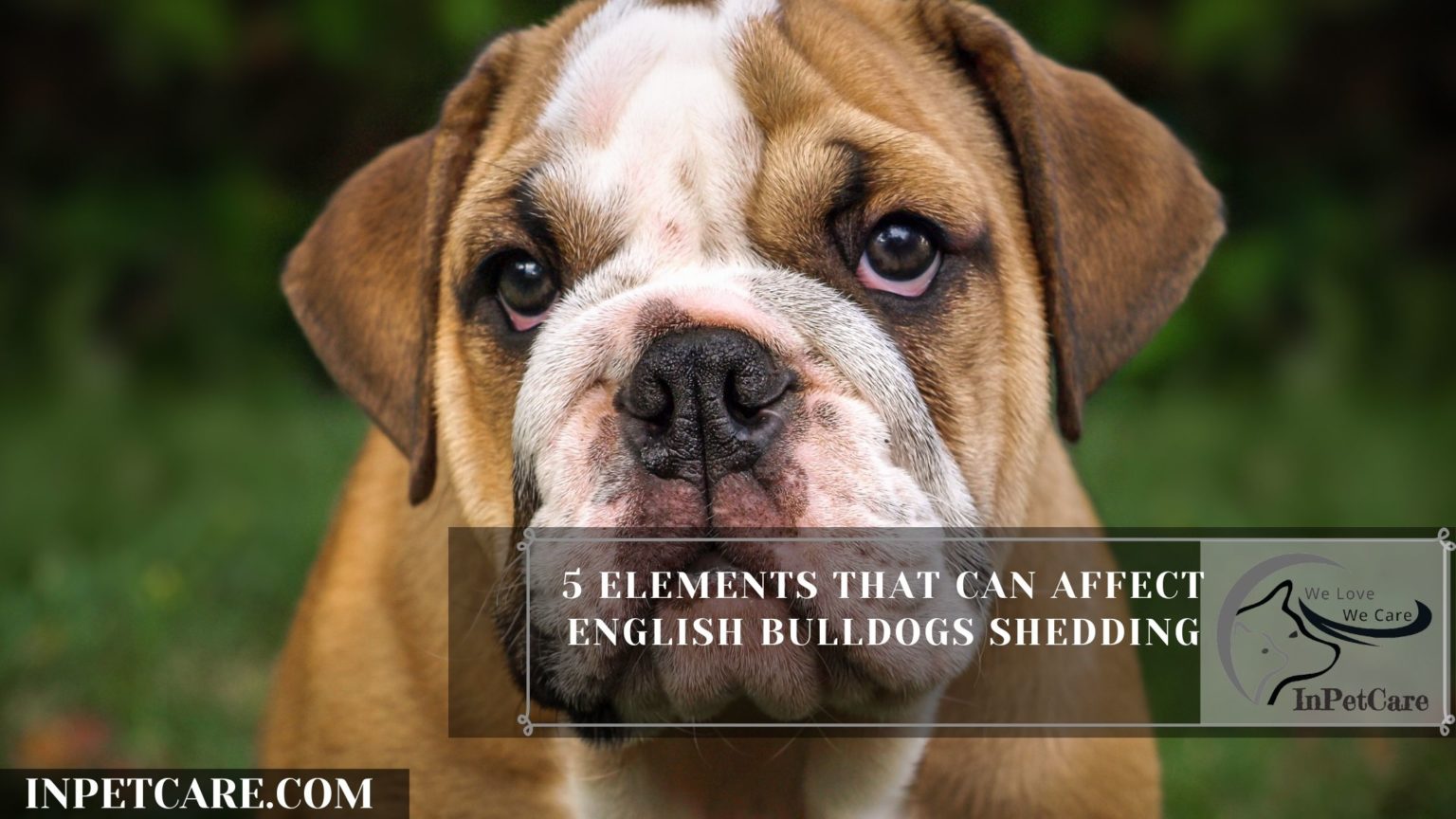 Do English Bulldogs Shed? (Tips To Control Its Shedding)