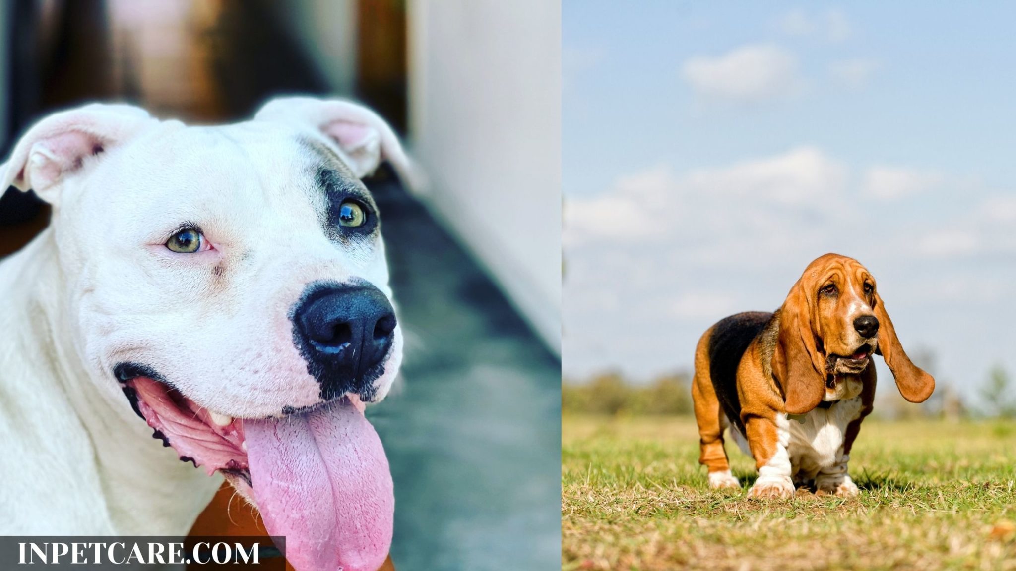 Pitbull Basset Hound Mix A Complete Guide (With Pictures)