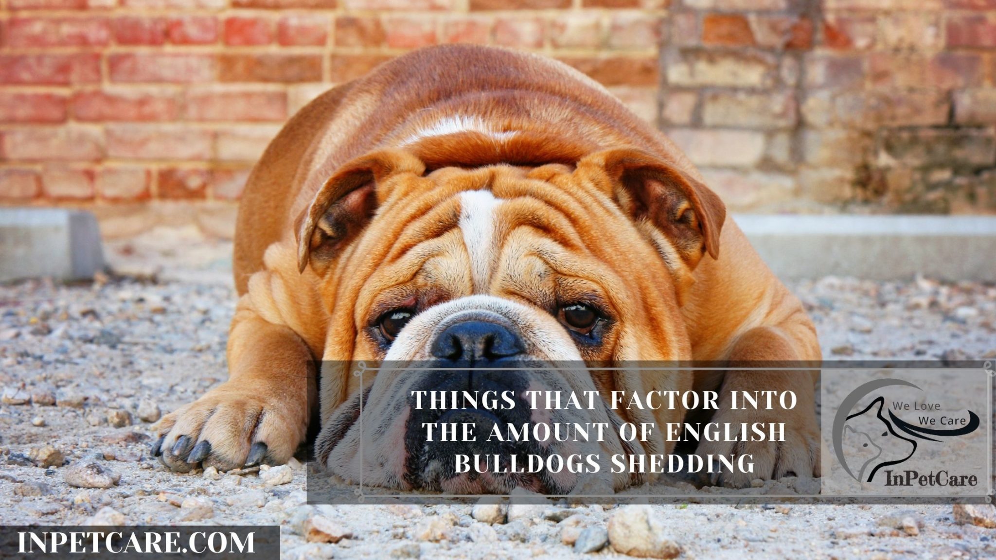 Do English Bulldogs Shed? (Tips To Control Its Shedding)