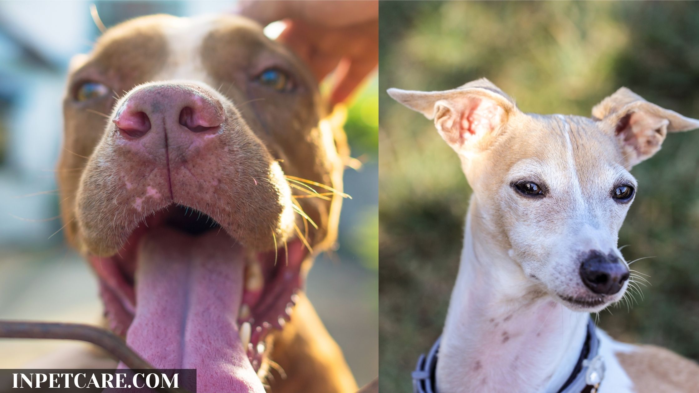 Pitbull Italian Greyhound Mix: A Greybull Guide (+Pictures)