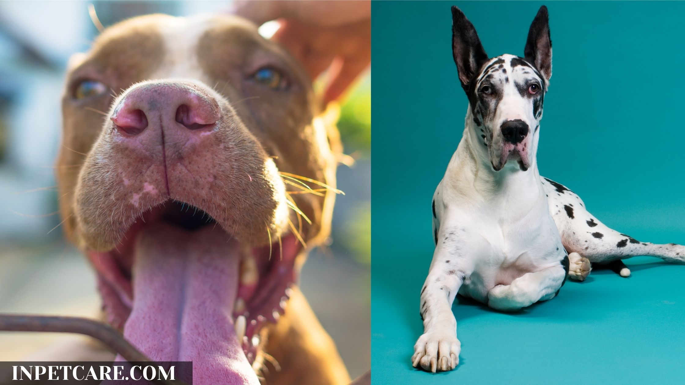 Pitbull Great Dane Mix: A Danebull Guide (With Pictures)